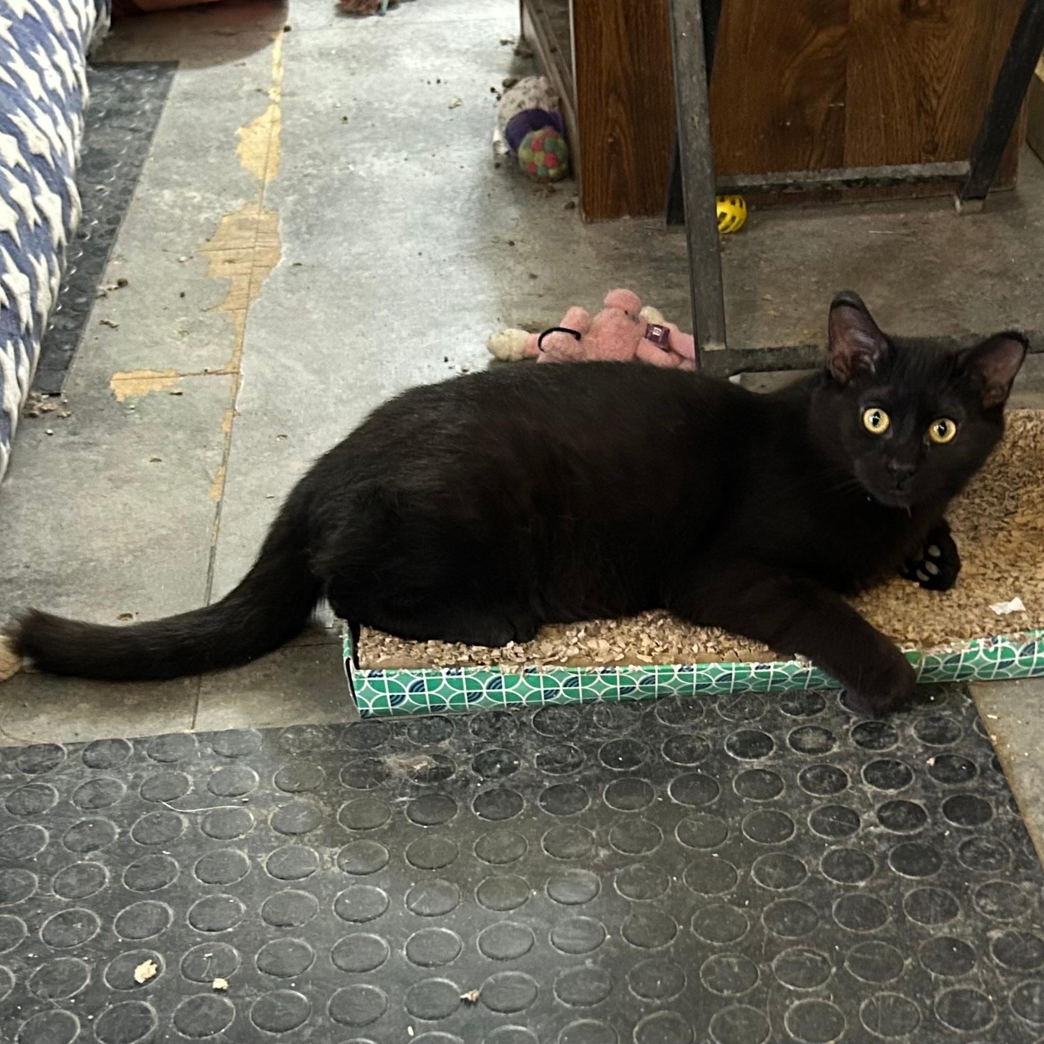 Enlarge Ozzy, a Adoptable Domestic Short Hair in Devils Lake, ND image 3/4
