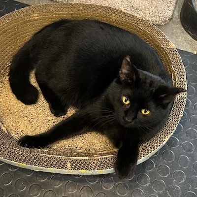 Enlarge Ozzy, a Adoptable Domestic Short Hair in Devils Lake, ND image 1/4