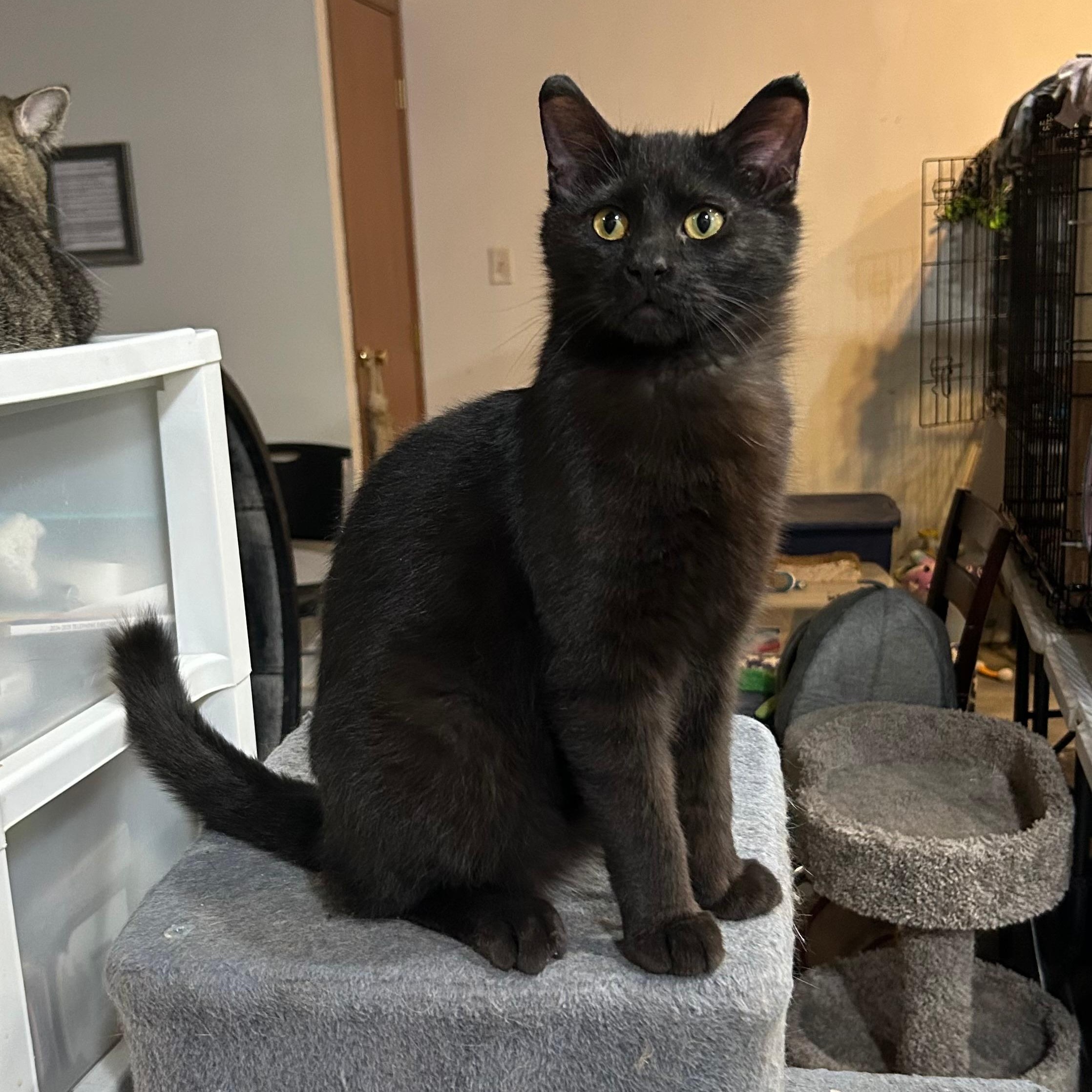 Enlarge Ozzy, a Adoptable Domestic Short Hair in Devils Lake, ND image 4/4