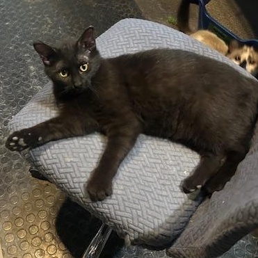 Enlarge Ozzy, a Adoptable Domestic Short Hair in Devils Lake, ND image 2/4