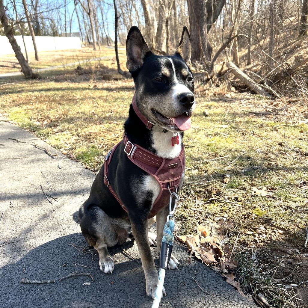 Rocky, Adoptable, Adult Male Shepherd & Terrier.