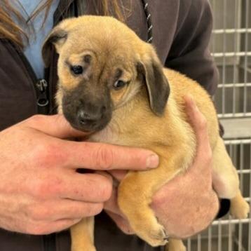 Enlarge Bracca, a Adoptable Mixed Breed in Winston Salem, NC image 1/3