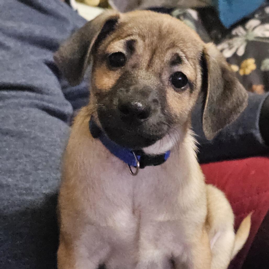 Enlarge Bracca, a Adoptable Mixed Breed in Winston Salem, NC image 2/3