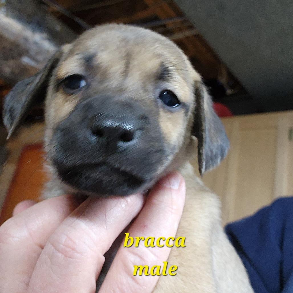 Enlarge Bracca, a Adoptable Mixed Breed in Winston Salem, NC image 3/3