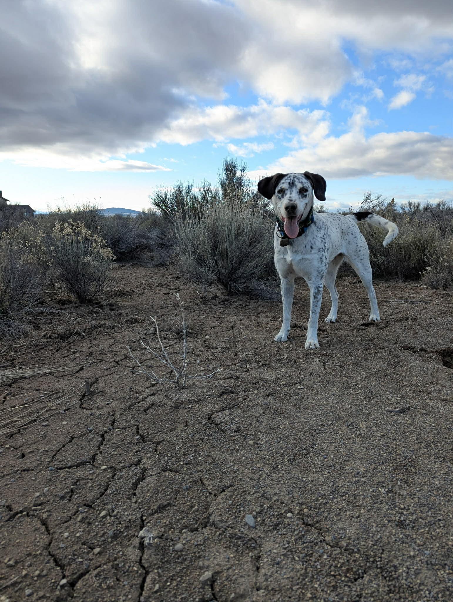 Enlarge Charlie , a ADOPTABLE mixed breed in Bend, OR image 4/5