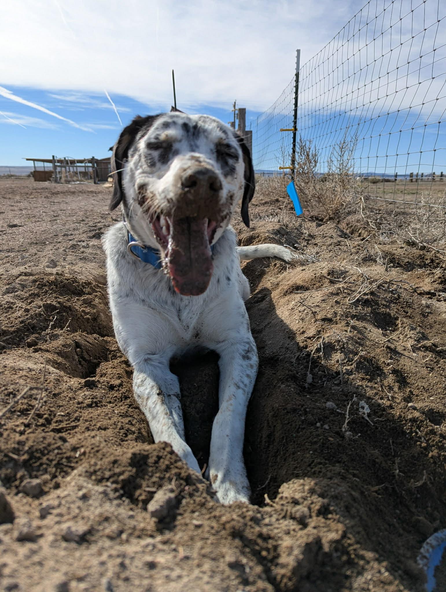 Enlarge Charlie , a ADOPTABLE mixed breed in Bend, OR image 3/5