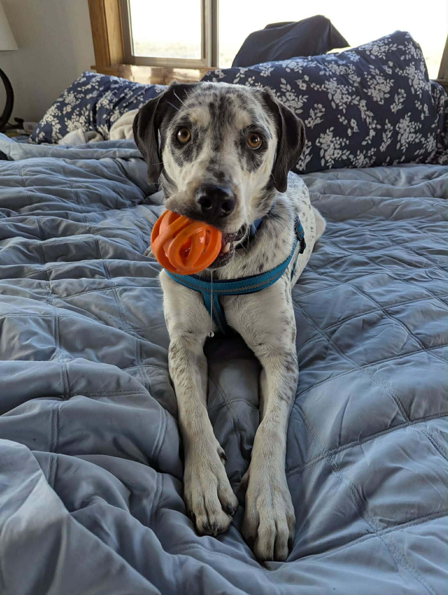 Charlie , ADOPTABLE, Young Female Border Collie.