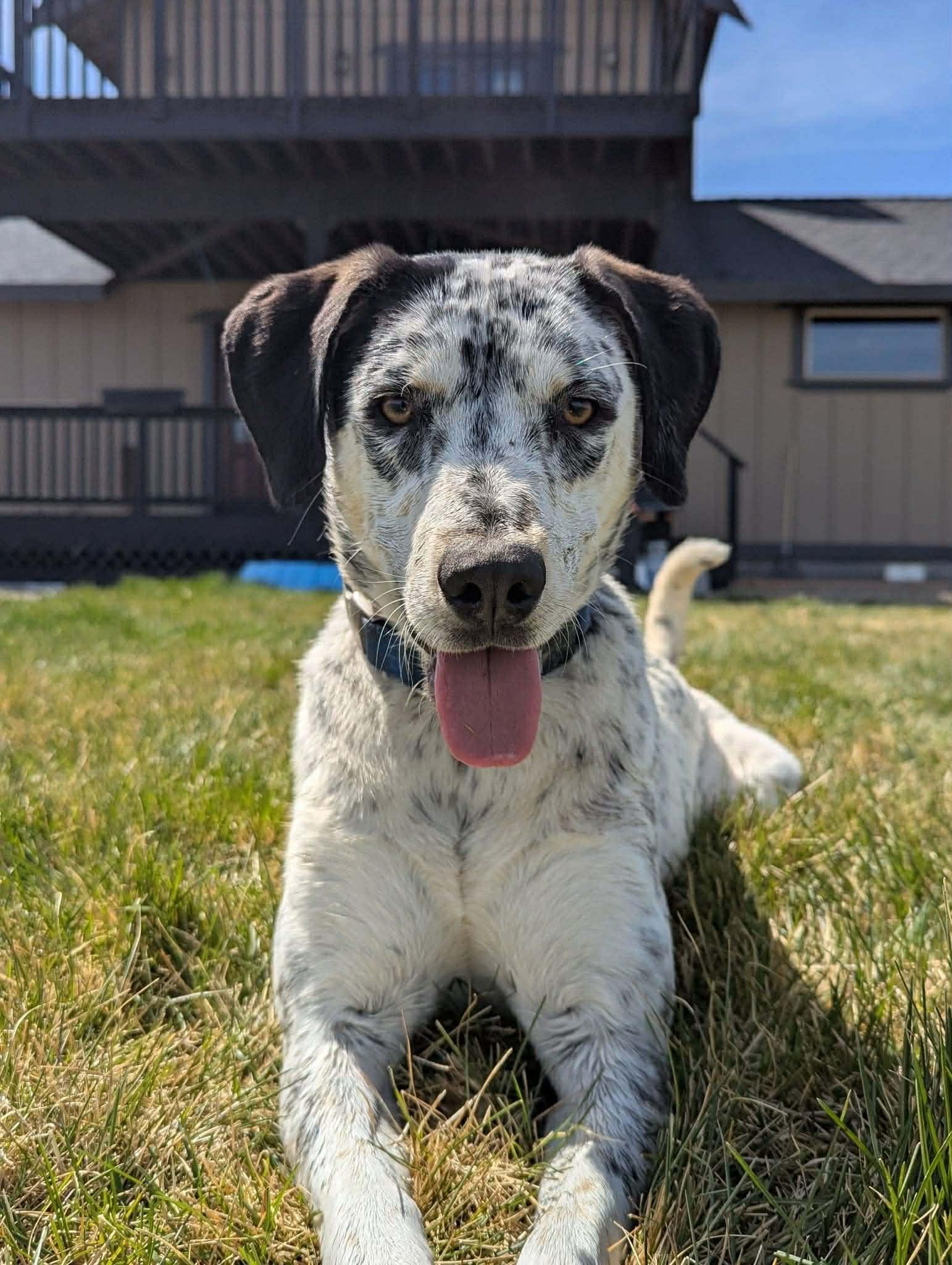 Charlie , ADOPTABLE, Young Female Border Collie.