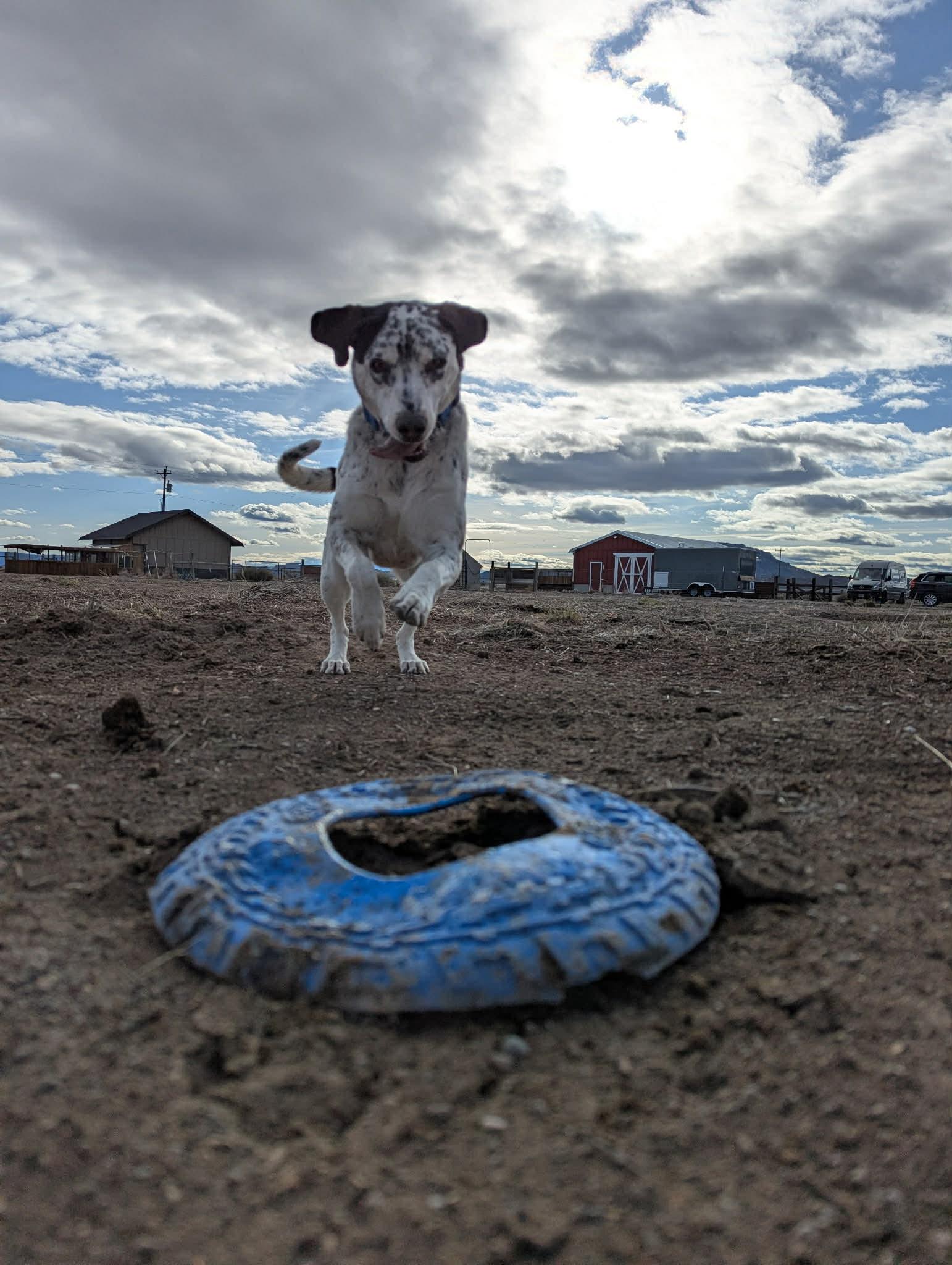 Enlarge Charlie , a ADOPTABLE mixed breed in Bend, OR image 5/5