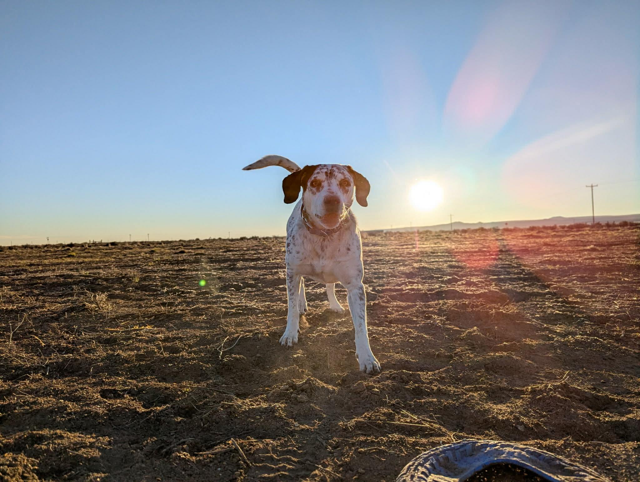 Enlarge Charlie , a ADOPTABLE mixed breed in Bend, OR image 2/5