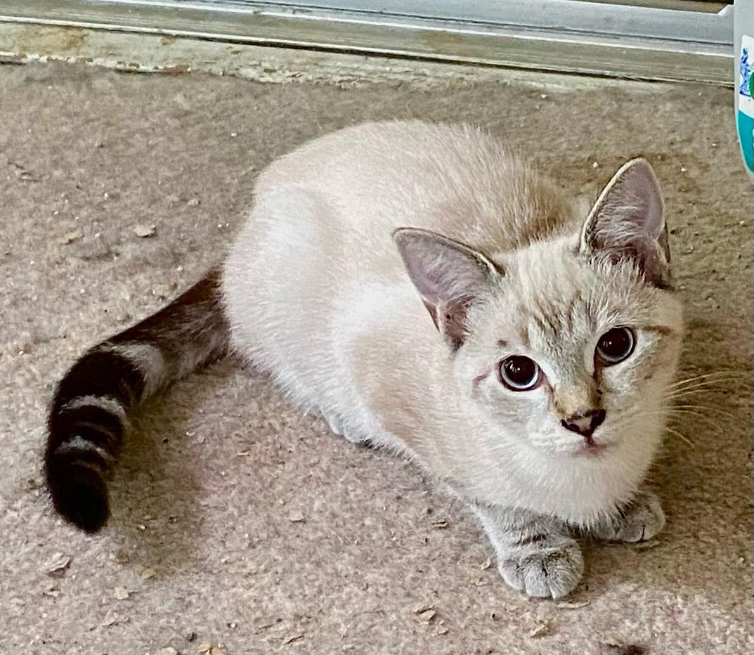 Toffee (Bonded with Truffle), a Adoptable mixed breed in Chattanooga, TN image 5/6