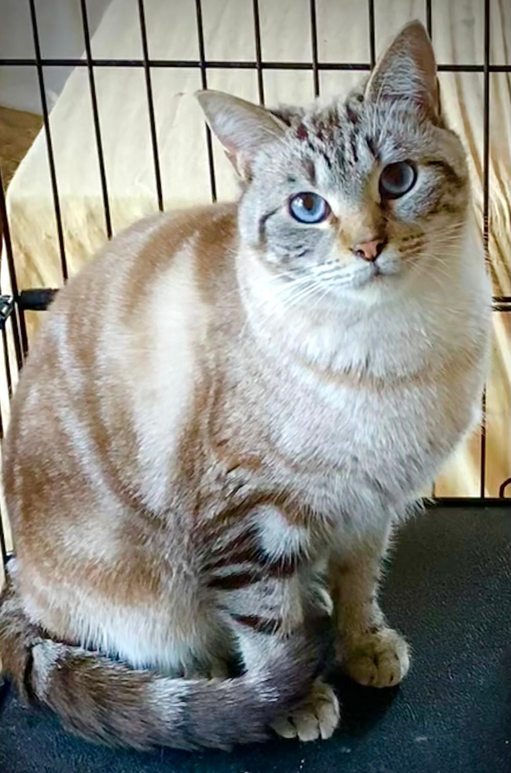 Enlarge Toffee (Bonded with Truffle), a Adoptable mixed breed in Chattanooga, TN image 1/6