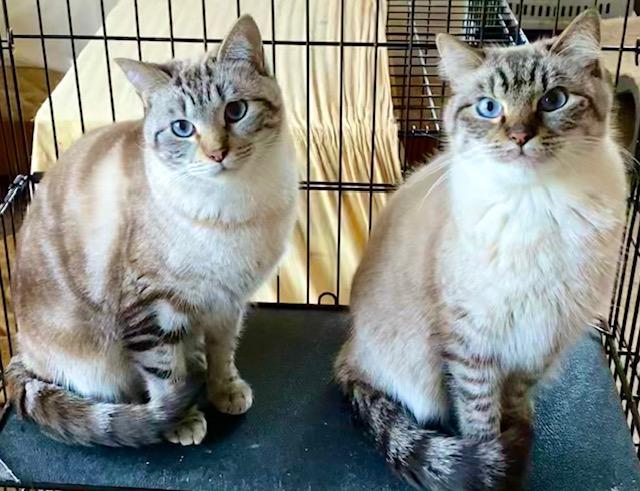 Enlarge Toffee (Bonded with Truffle), a Adoptable mixed breed in Chattanooga, TN image 2/6