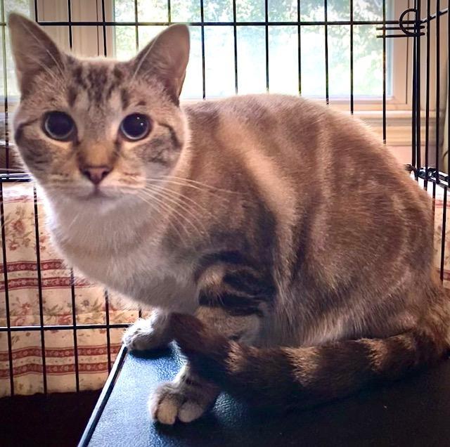 Toffee (Bonded with Truffle), a Adoptable mixed breed in Chattanooga, TN image 1/6