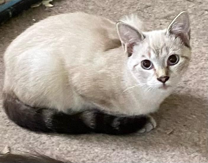 Toffee (Bonded with Truffle), a Adoptable mixed breed in Chattanooga, TN image 6/6