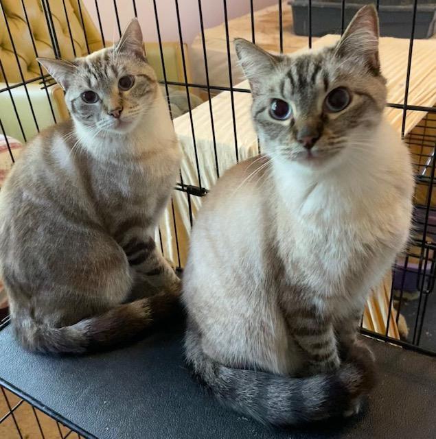 Toffee (Bonded with Truffle)