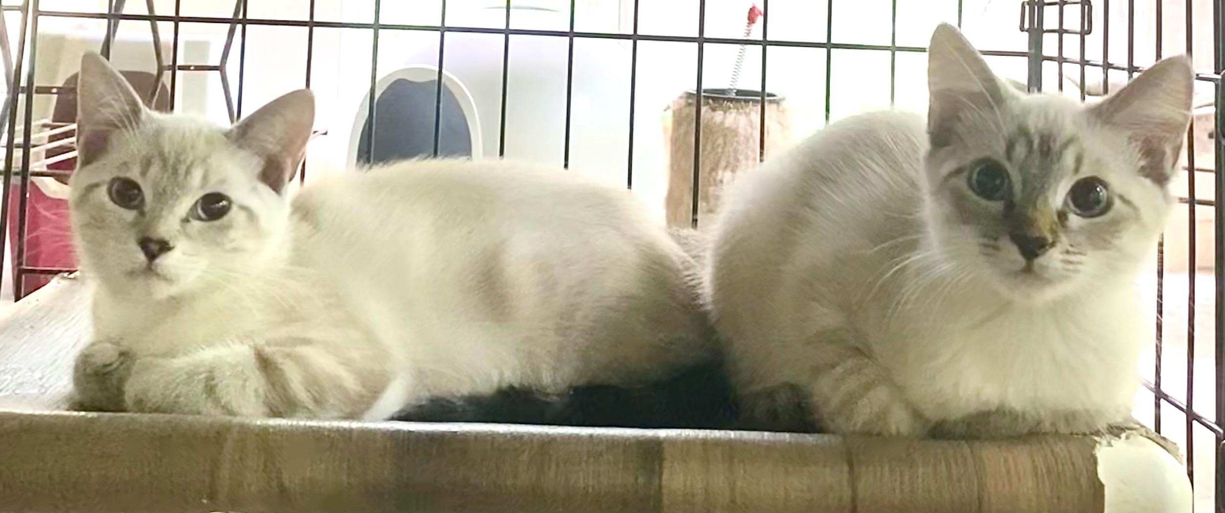 Toffee (Bonded with Truffle)
