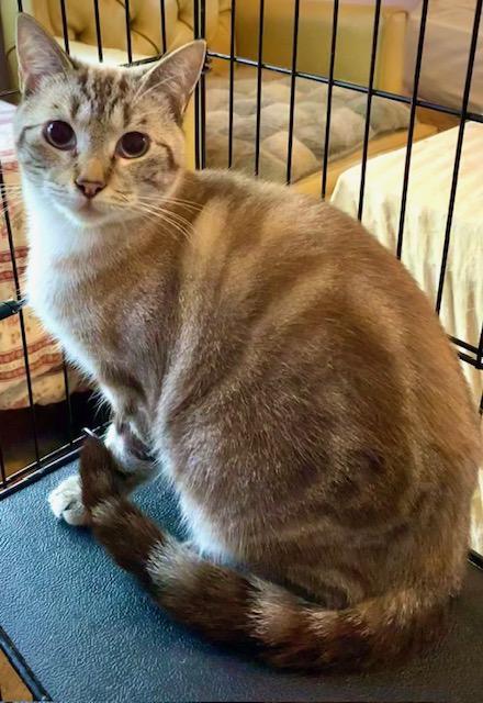 Toffee (Bonded with Truffle)