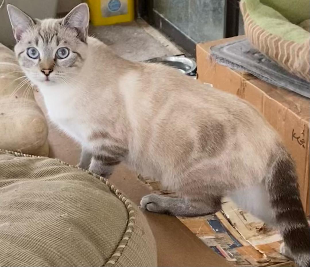 Toffee (Bonded with Truffle), a Adoptable mixed breed in Chattanooga, TN image 2/6