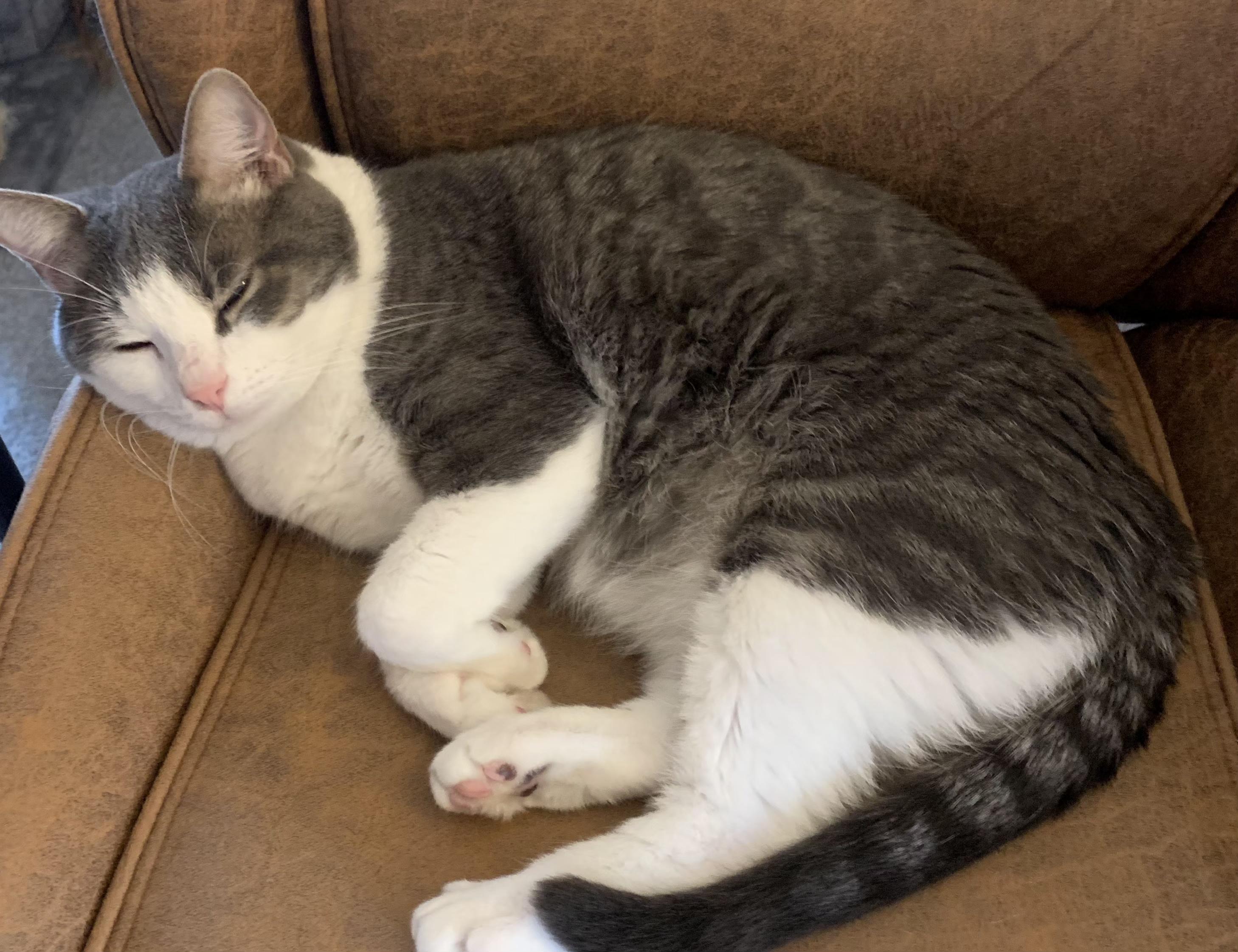 Alfred, a ADOPTABLE Domestic Short Hair in Grove City, OH image 3/4