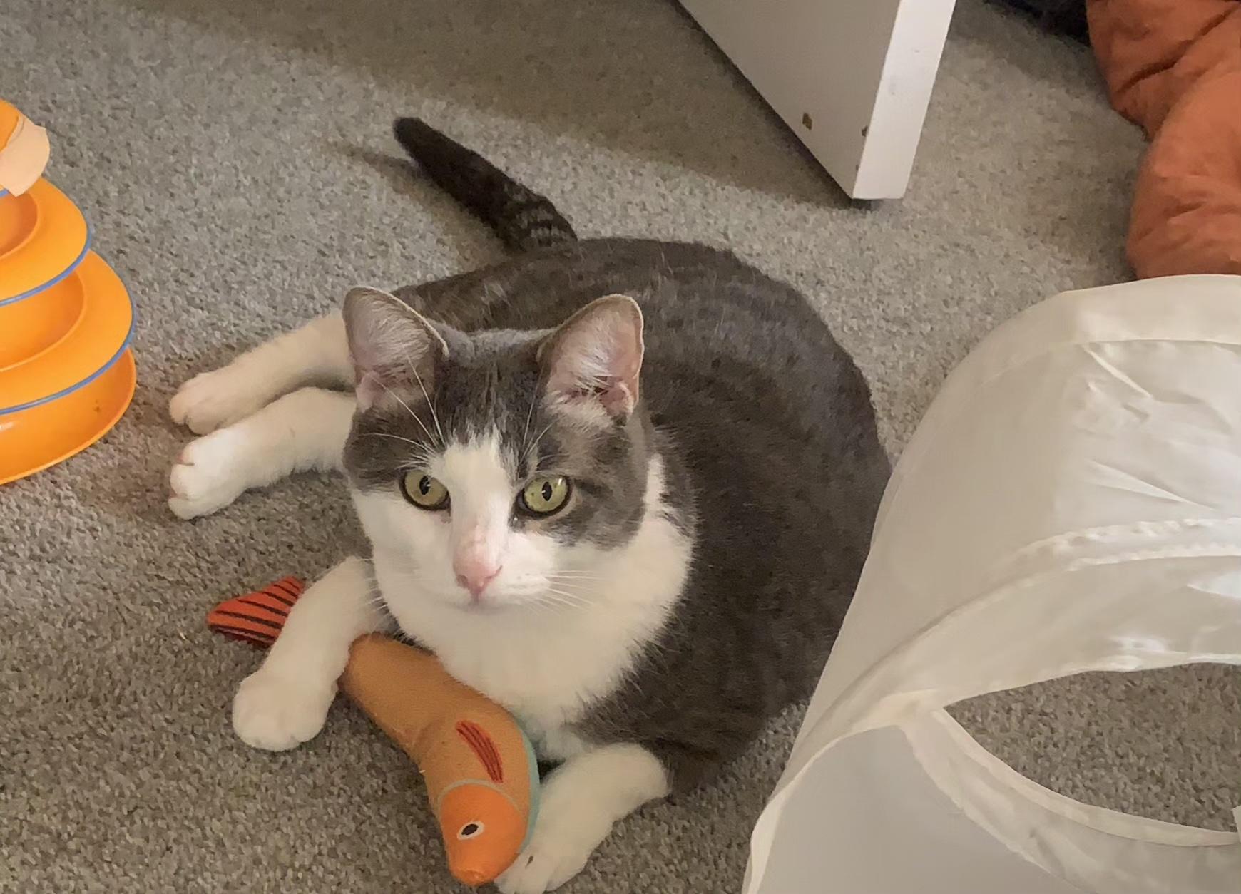 Alfred, a ADOPTABLE Domestic Short Hair in Grove City, OH image 4/4
