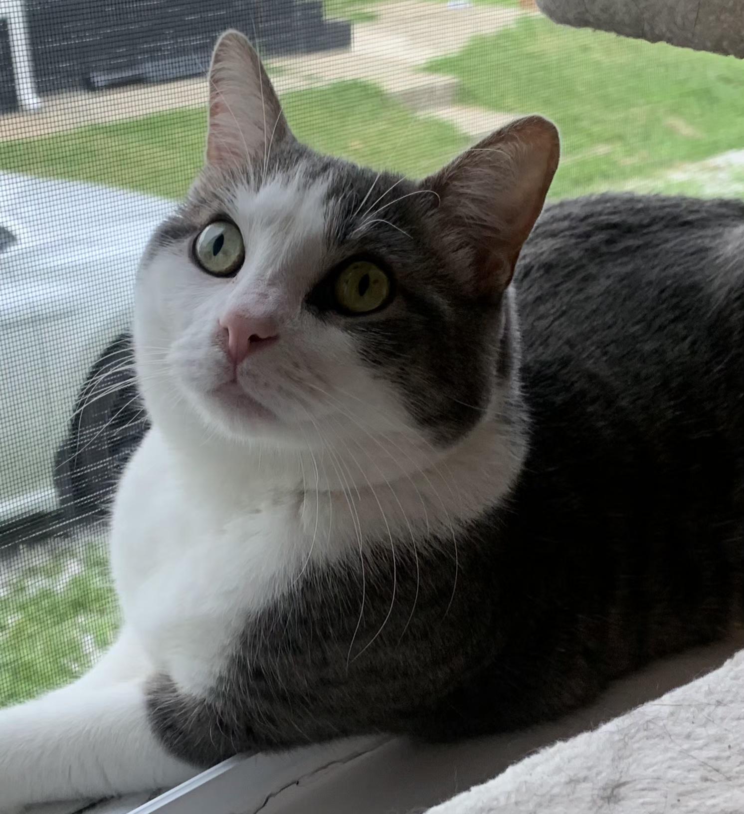 Alfred, ADOPTABLE, Adult Male Domestic Short Hair.