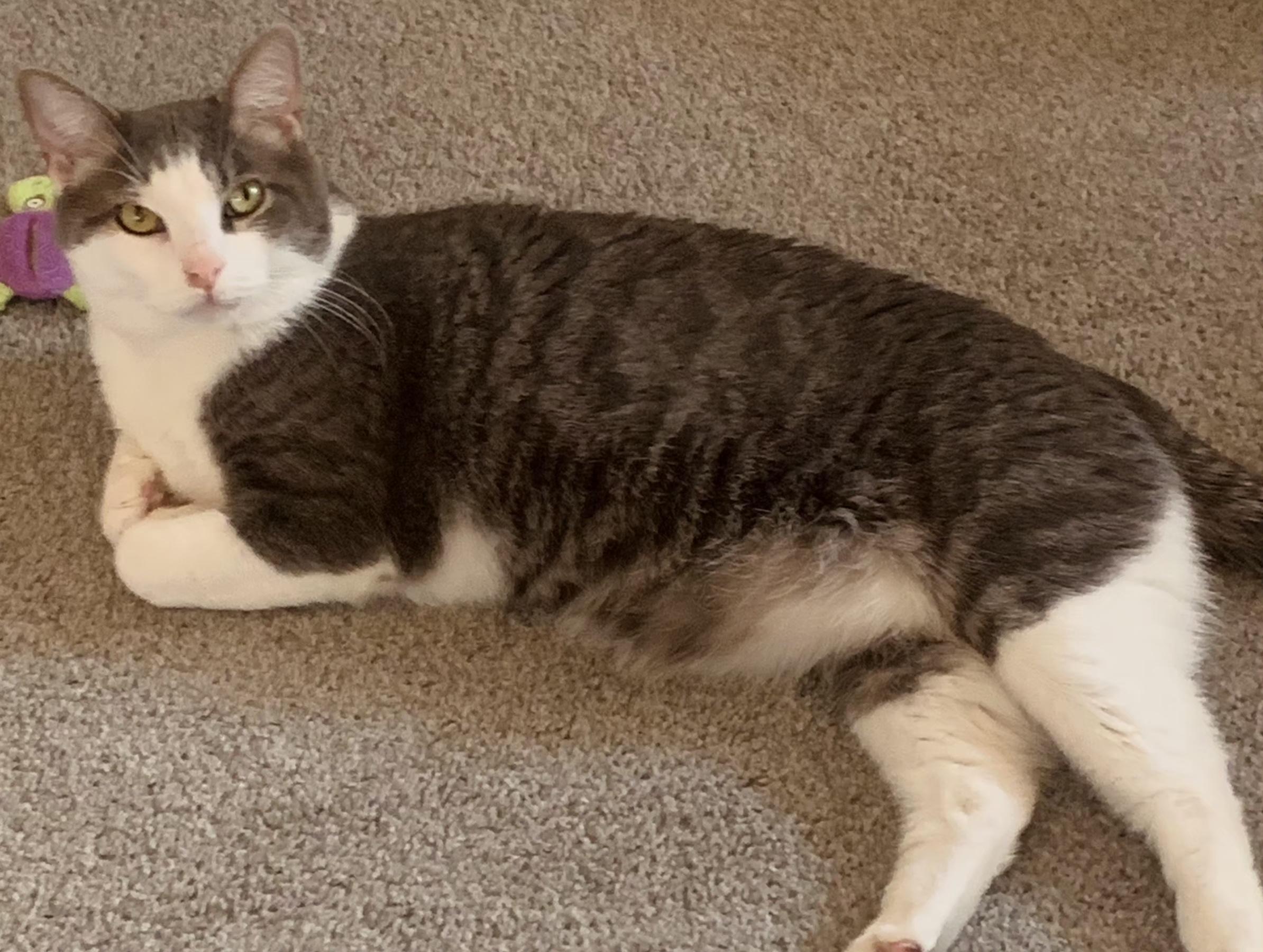 Alfred, a ADOPTABLE Domestic Short Hair in Grove City, OH image 2/4