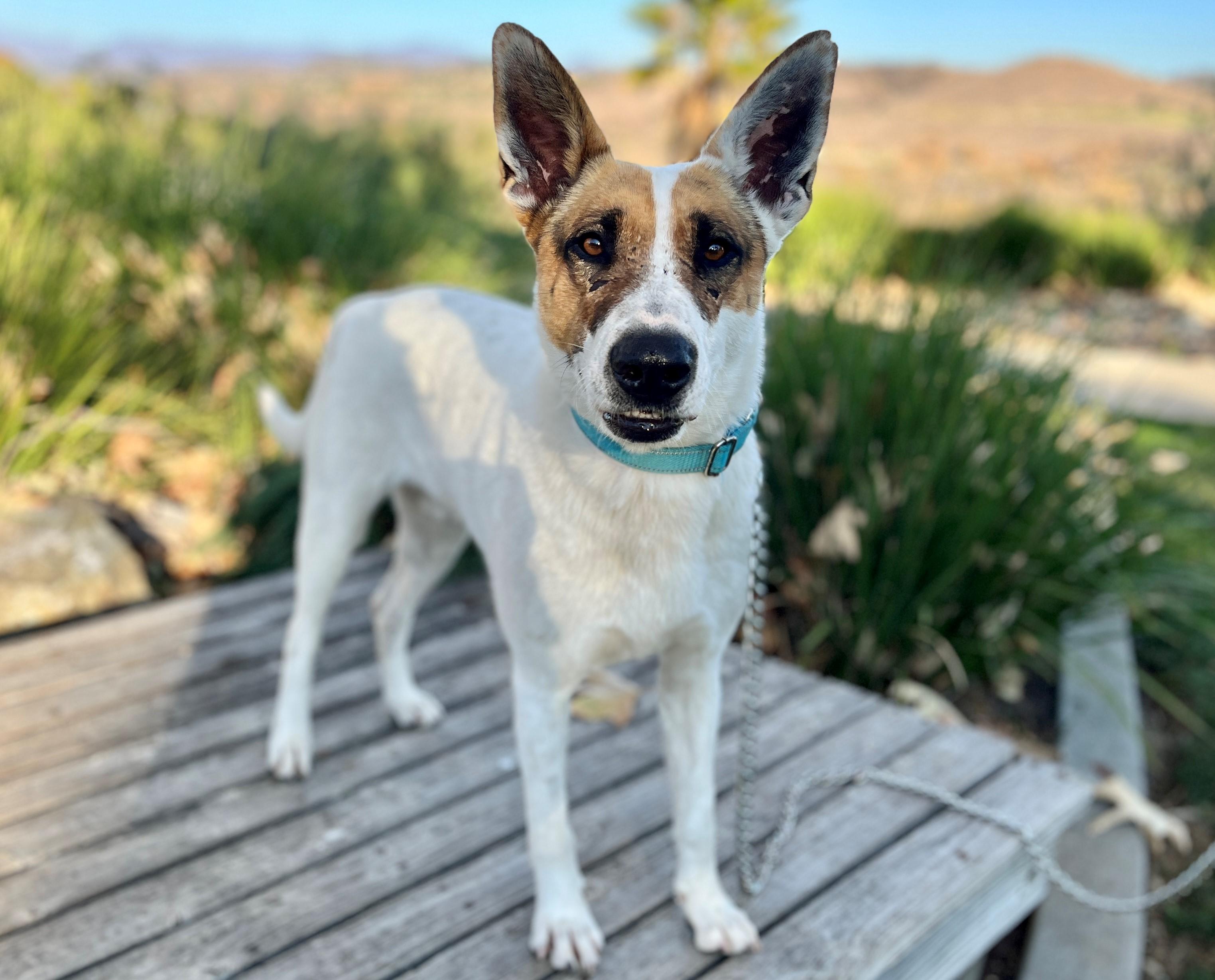 Honey, ADOPTABLE, Adult Male Australian Cattle Dog / Blue Heeler & German Shepherd Dog.