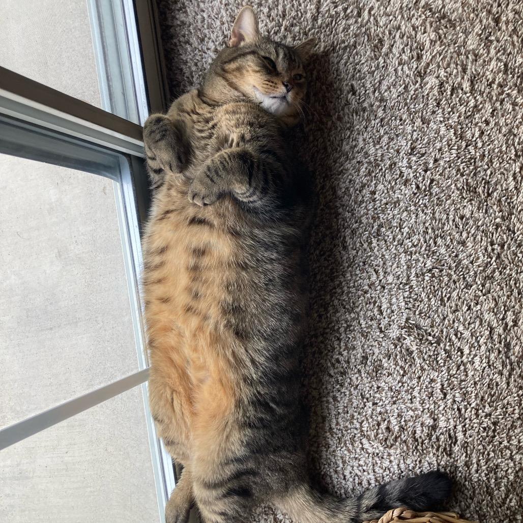 Enlarge Kion Cat OS NV, a Adoptable Domestic Short Hair in Las Vegas, NV image 2/5