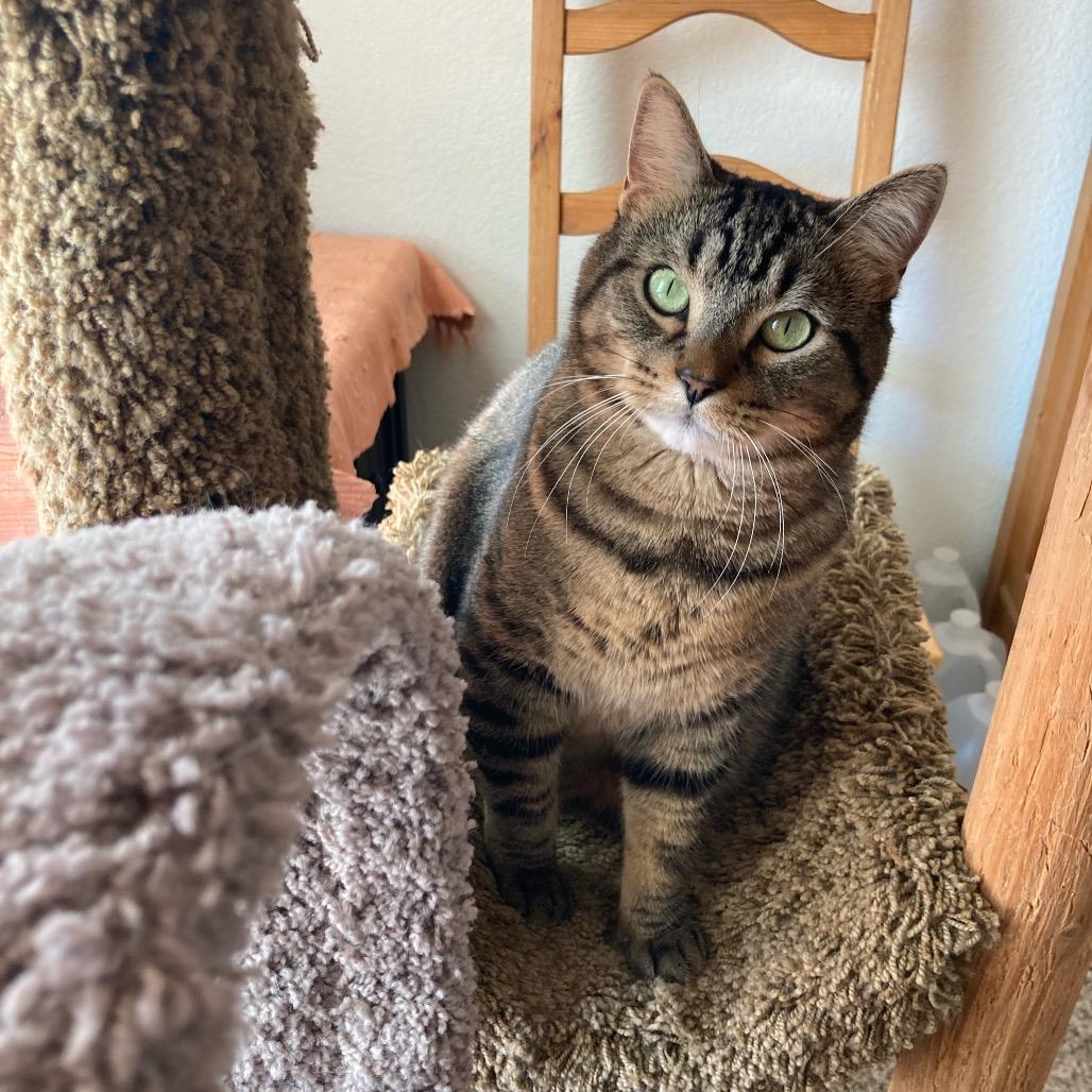 Enlarge Kion Cat OS NV, a Adoptable Domestic Short Hair in Las Vegas, NV image 4/5