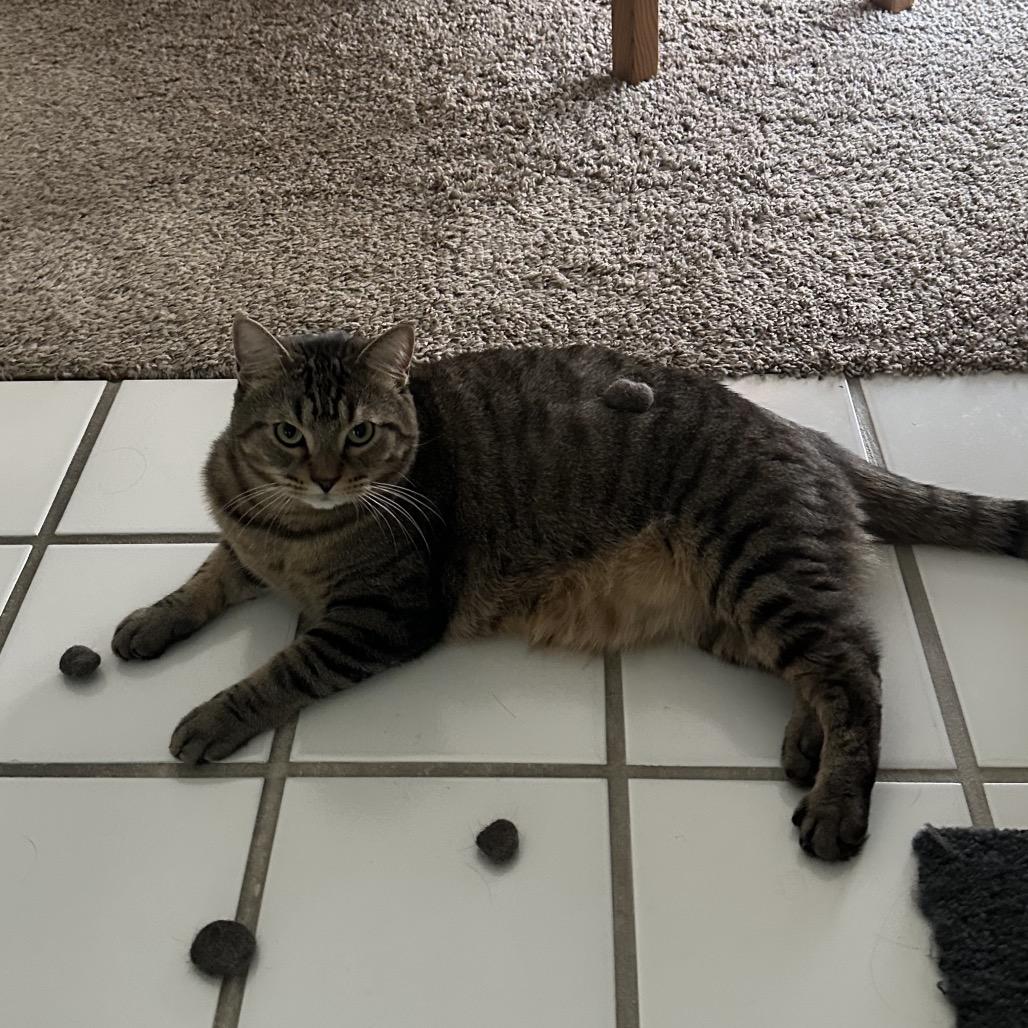 Enlarge Kion Cat OS NV, a Adoptable Domestic Short Hair in Las Vegas, NV image 5/5