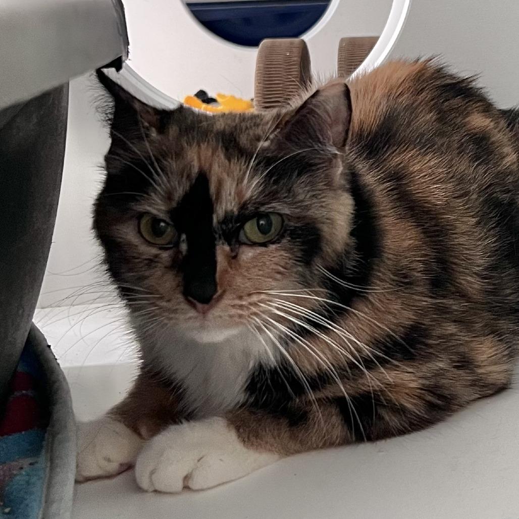 Enlarge Caramel deLite, a Adoptable mixed breed in Chicago, IL image 1/1