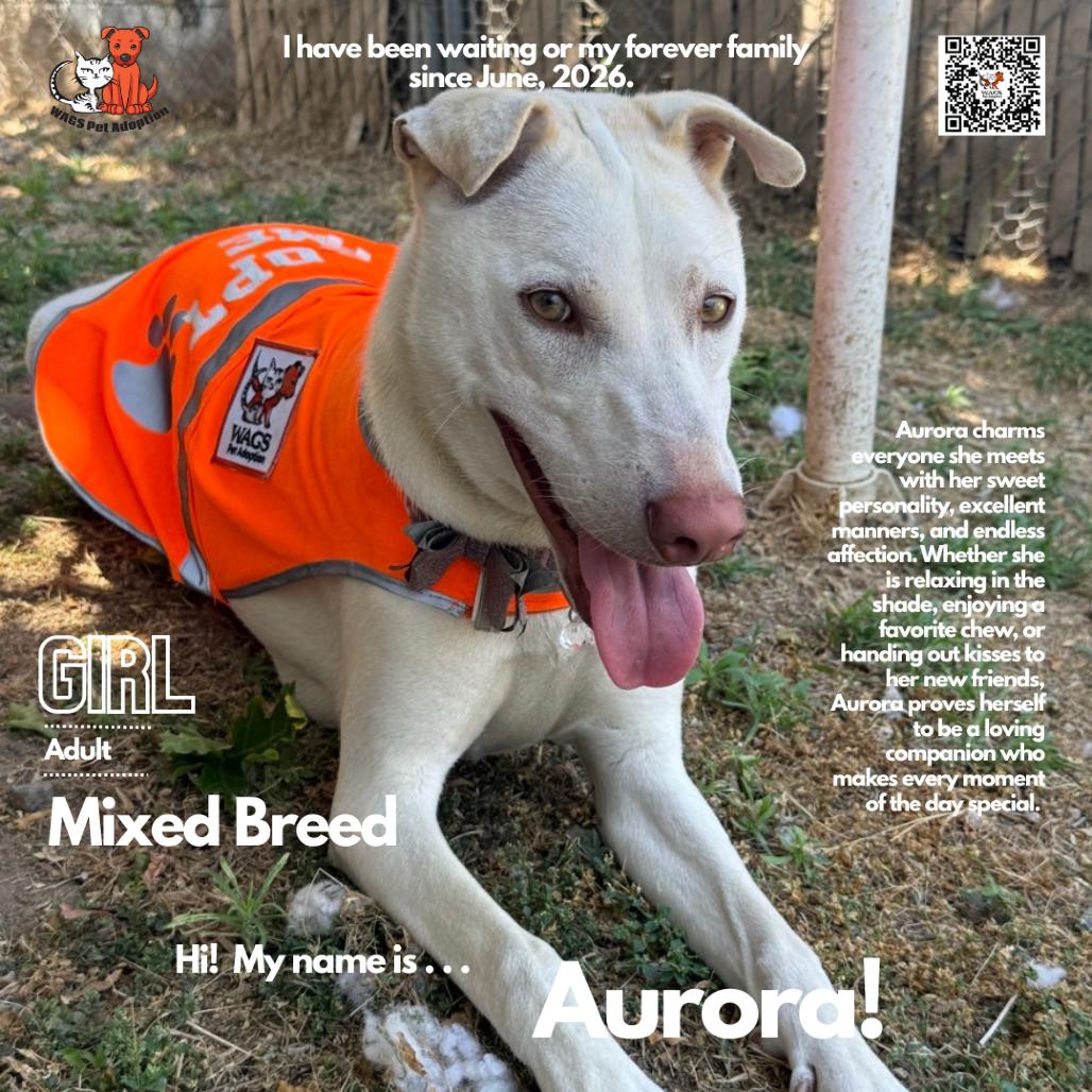 Aurora, Adoptable, Adult Female Mixed Breed.