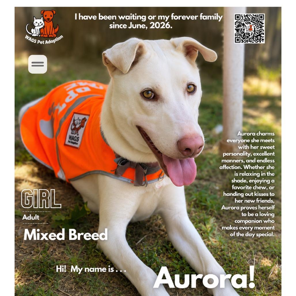 Aurora, a Adoptable Mixed Breed in Westminster, CA image 2/3