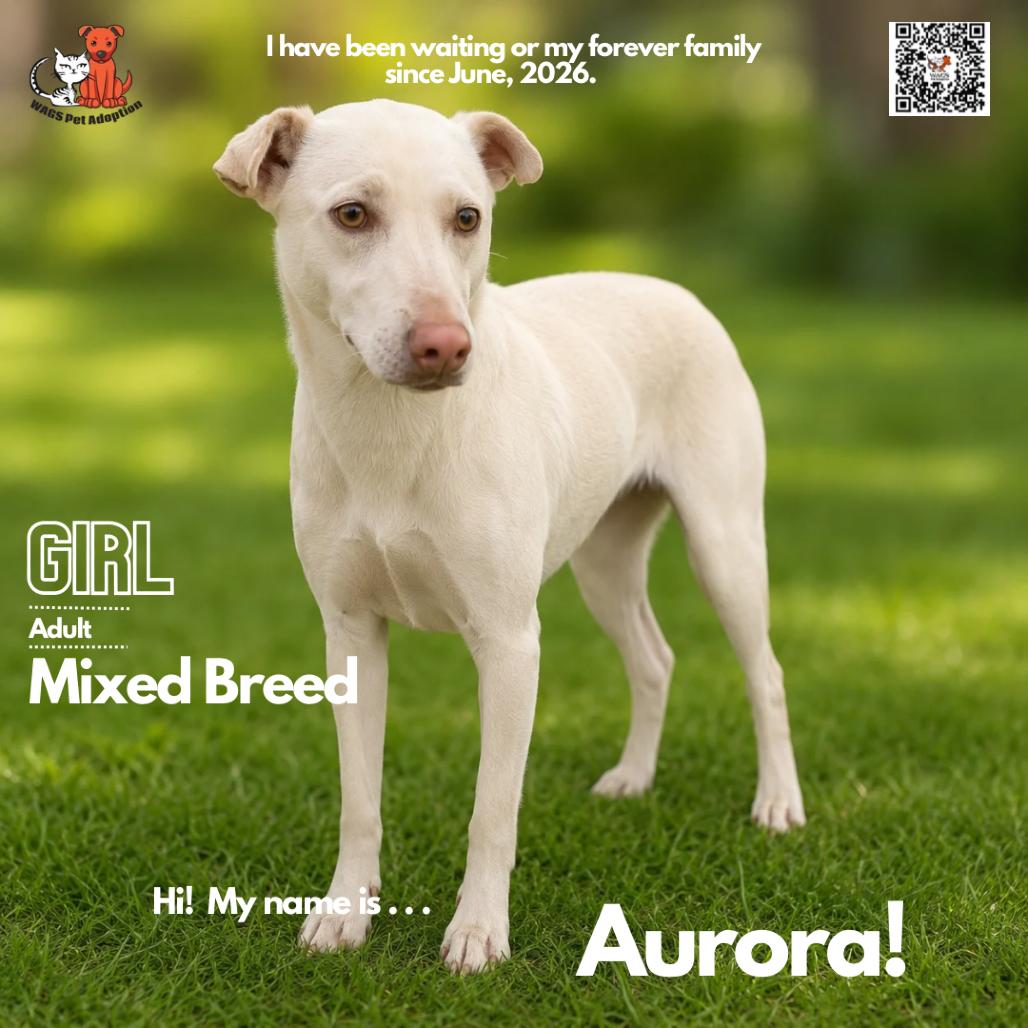 Enlarge Aurora, a Adoptable Mixed Breed in Westminster, CA image 2/2