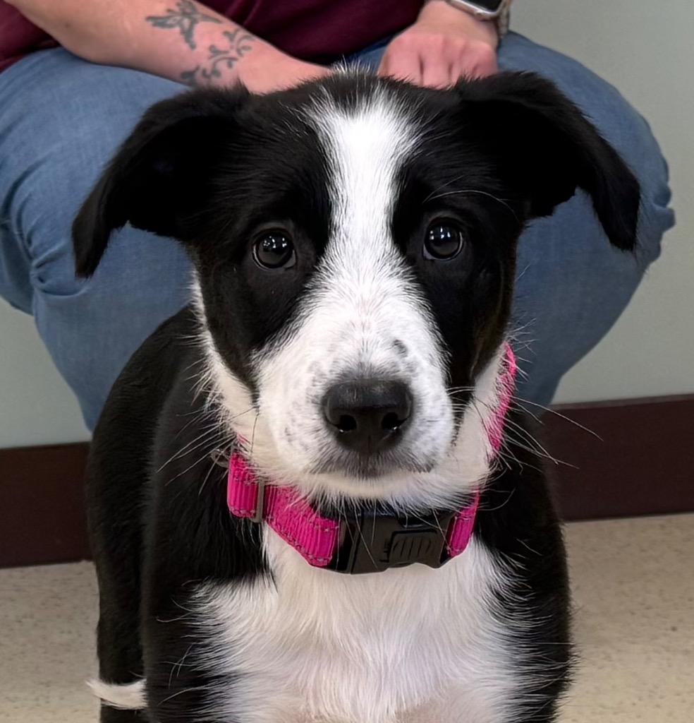 Cassie, ADOPTABLE, Puppy Female Border Collie.
