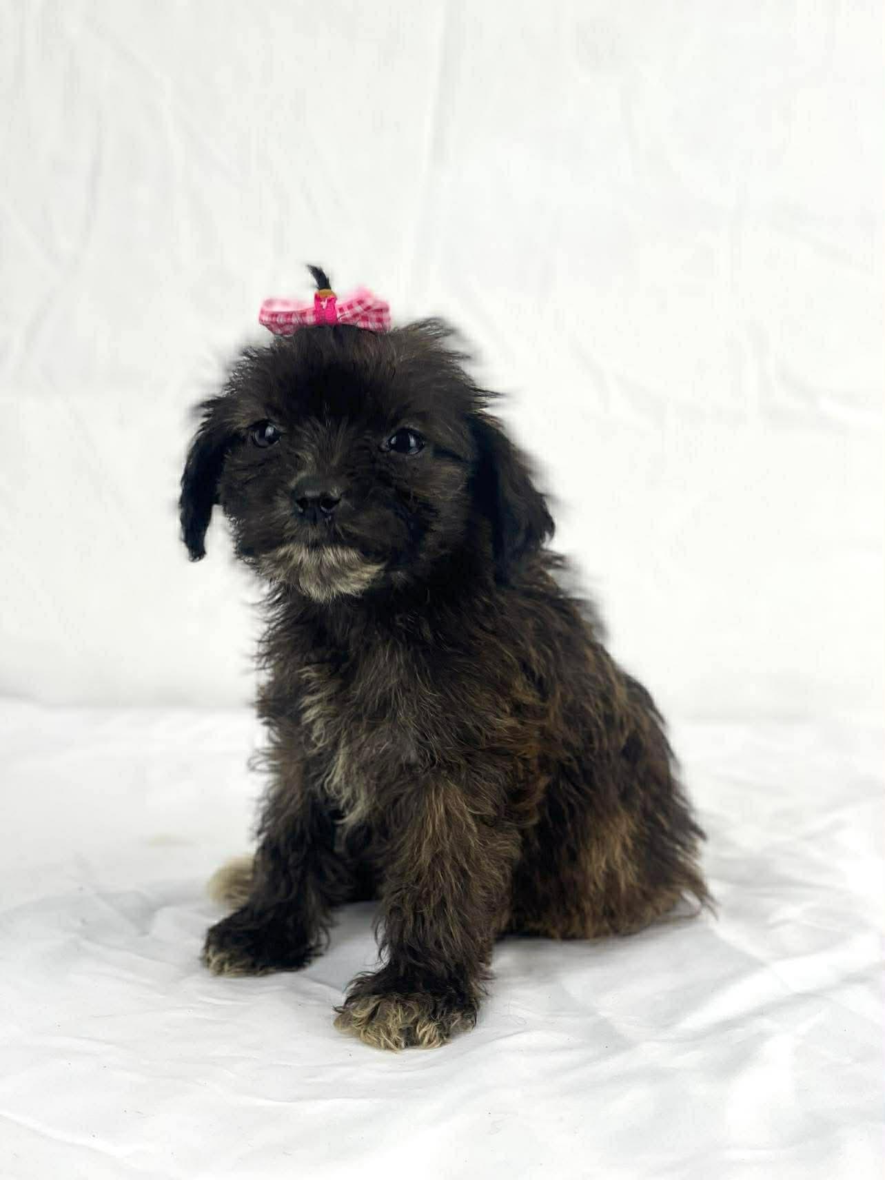 Enlarge Tulip the tiny mixed breed , a Adoptable mixed breed in Muskego, WI image 2/3