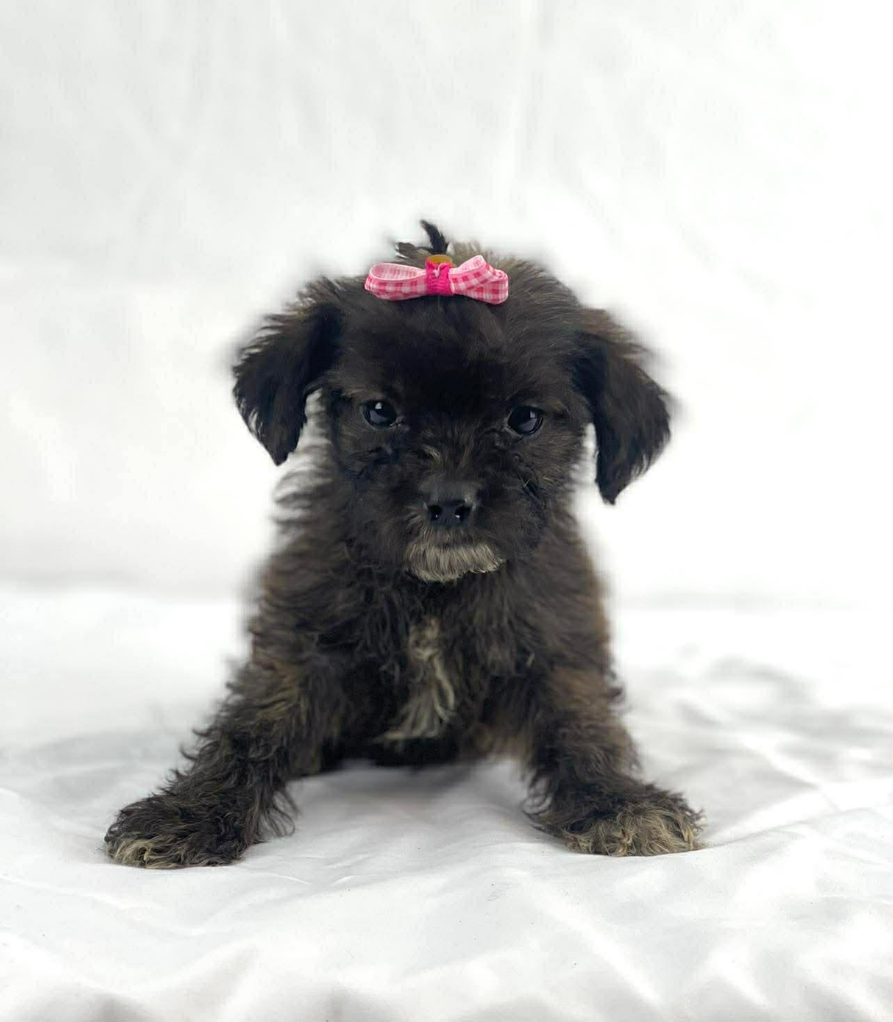 Tulip the tiny mixed breed , Adoptable, Puppy Female Chihuahua & Dachshund.