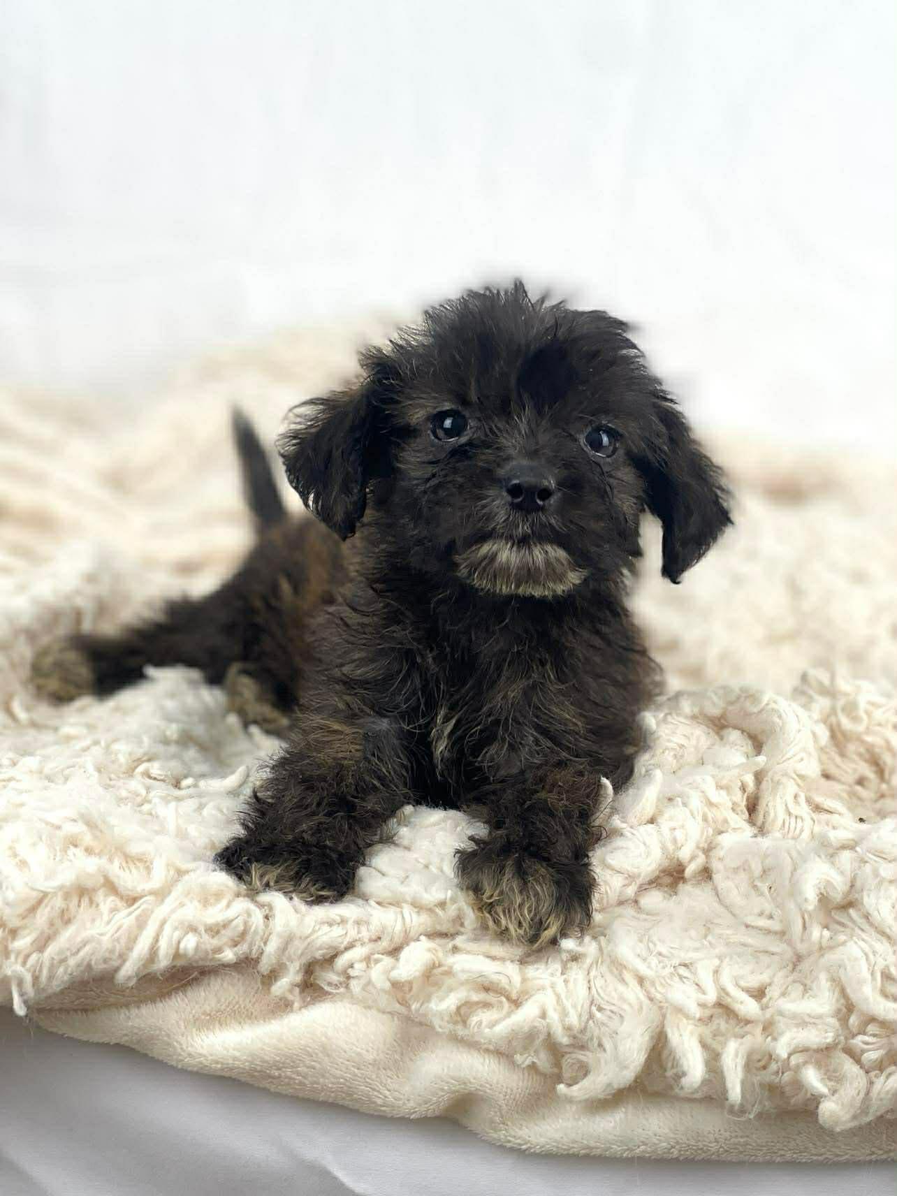 Enlarge Tulip the tiny mixed breed , a Adoptable mixed breed in Muskego, WI image 3/3