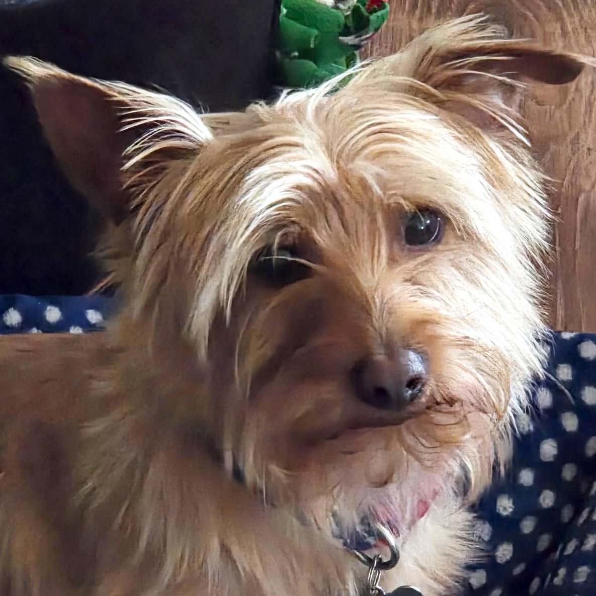 Mr. Wonderful Toto, Adoptable, Adult Male Yorkshire Terrier.