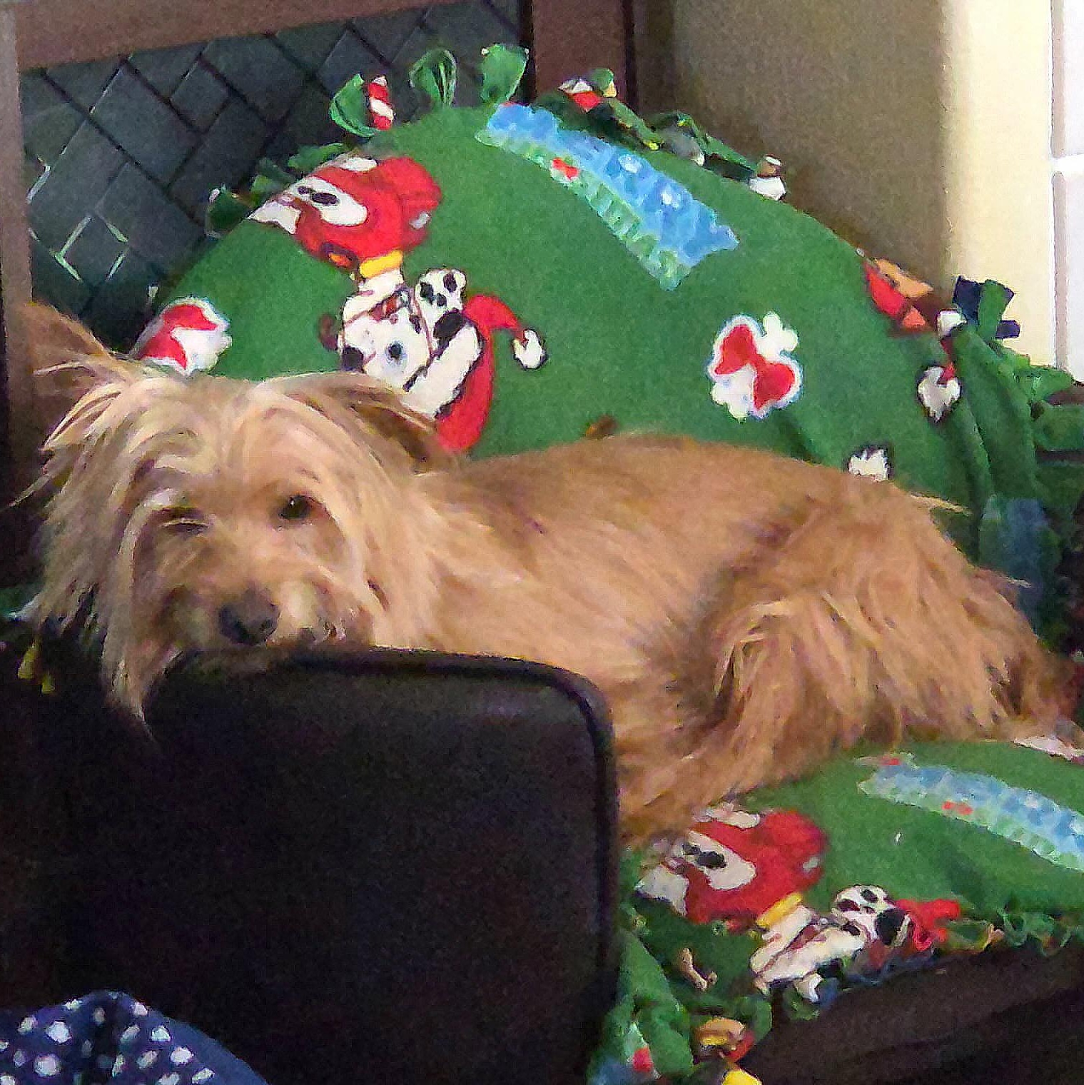 Enlarge Mr. Wonderful Toto, a Adoptable Yorkshire Terrier in Vancouver, BC image 4/4