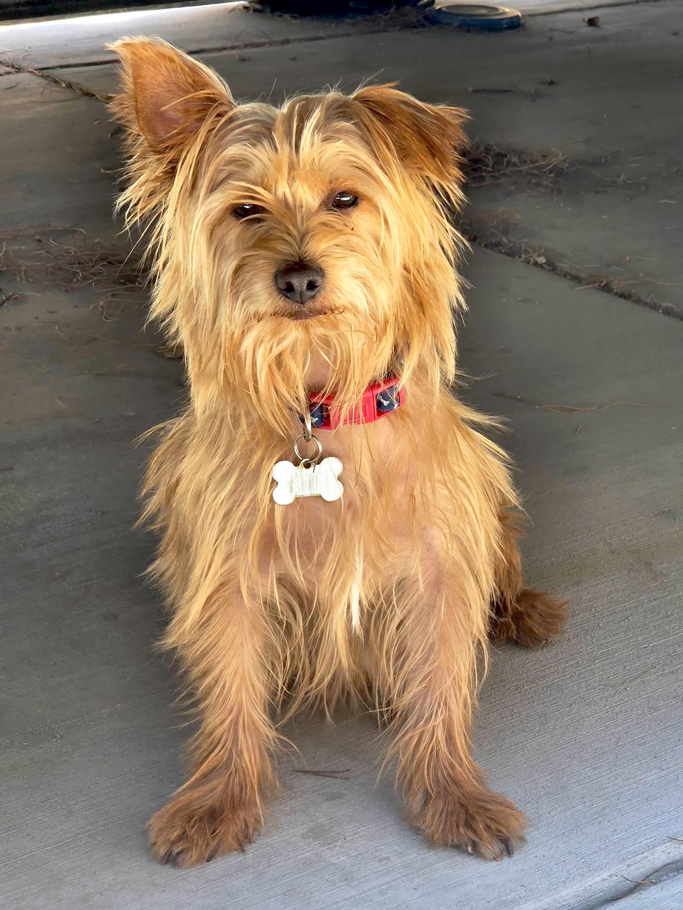 Enlarge Mr. Wonderful Toto, a Adoptable Yorkshire Terrier in Vancouver, BC image 3/4