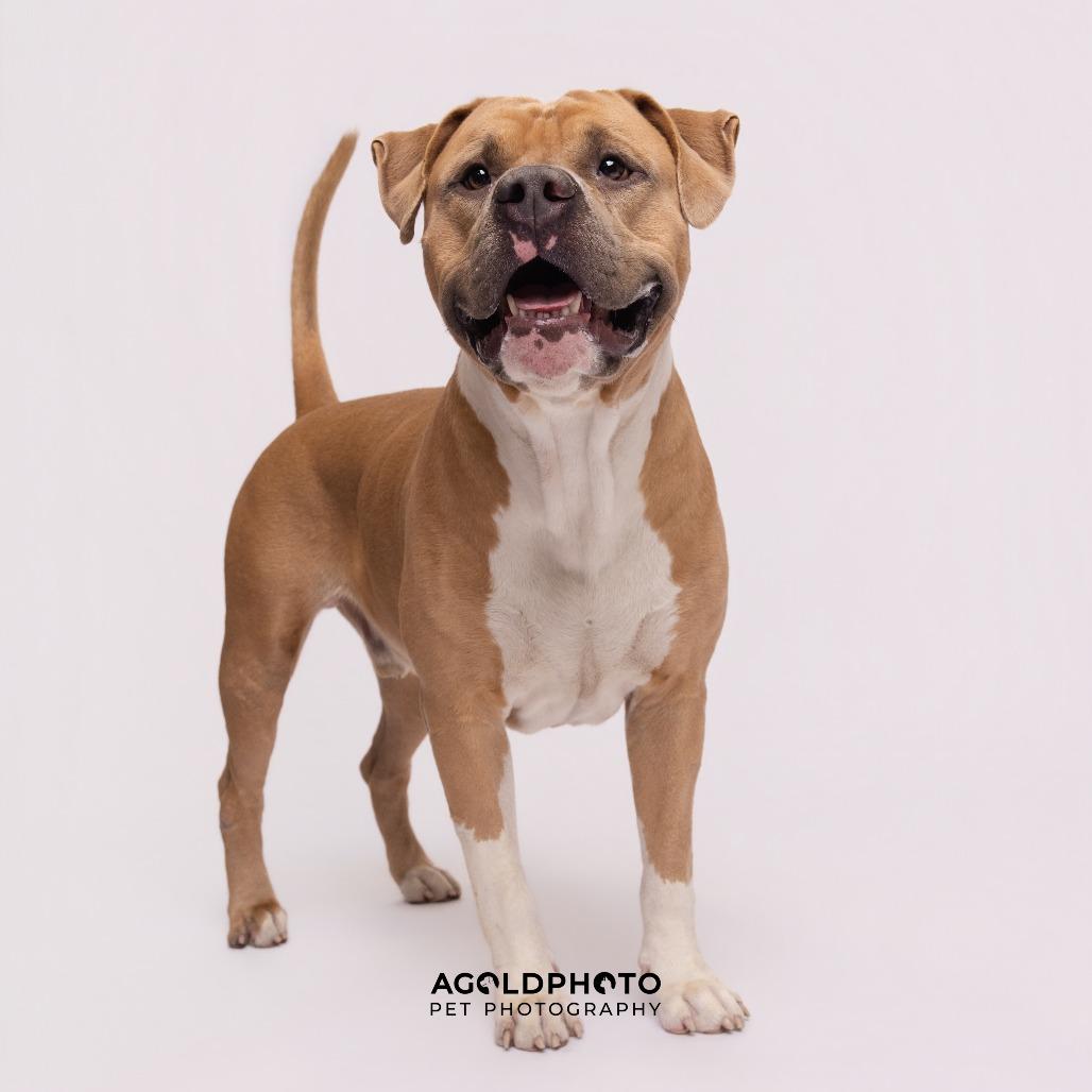 Joe, a Adoptable mixed breed in Tampa, FL image 1/5