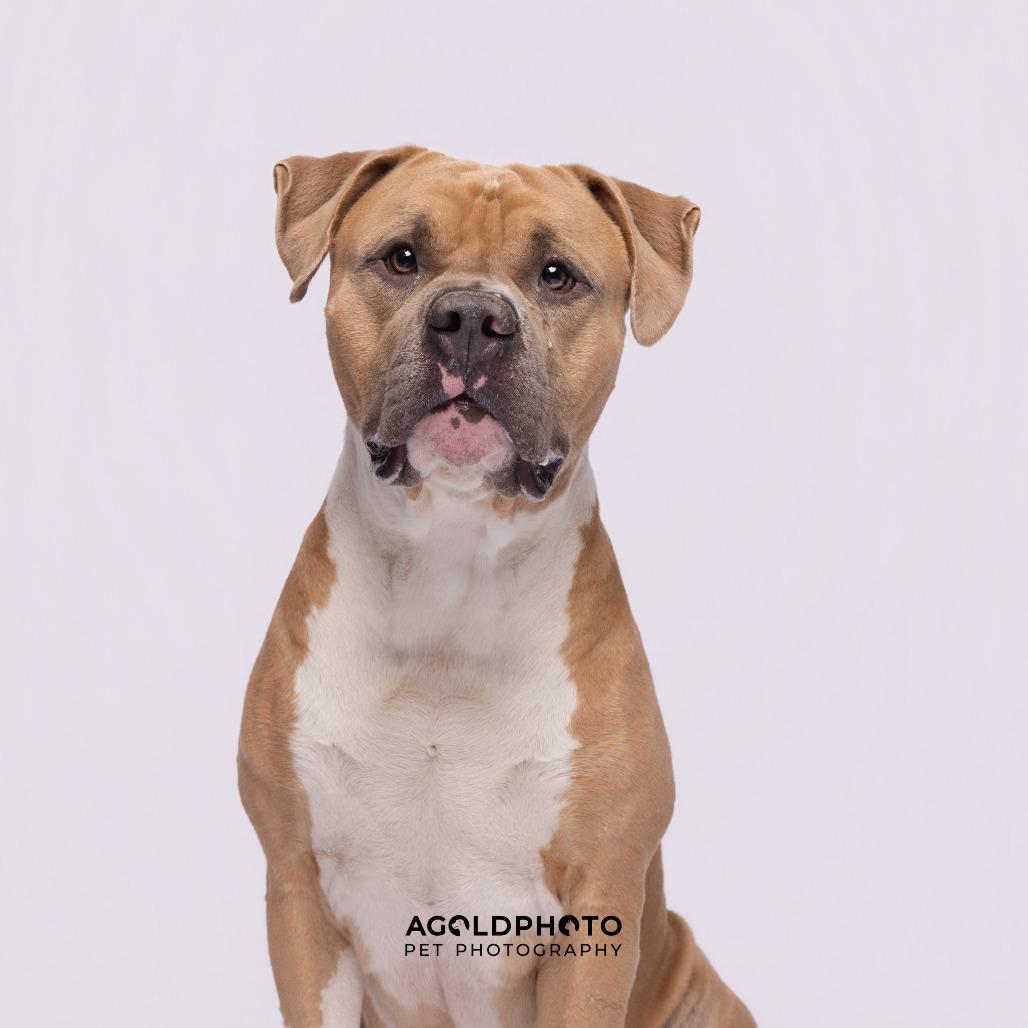 Joe, a Adoptable mixed breed in Tampa, FL image 2/5