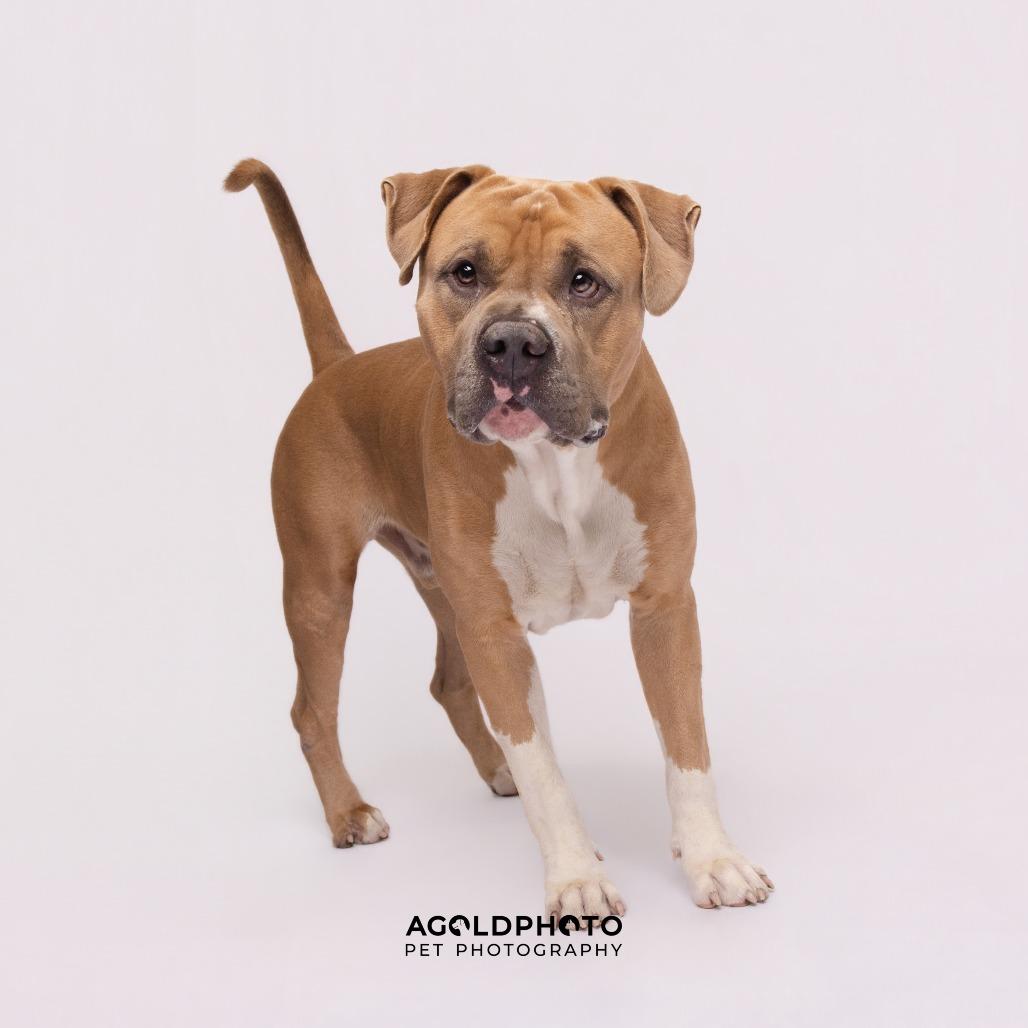Joe, a Adoptable mixed breed in Tampa, FL image 3/5