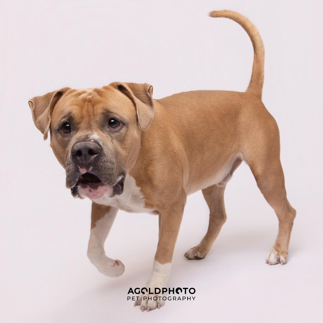 Joe, a Adoptable mixed breed in Tampa, FL image 4/5