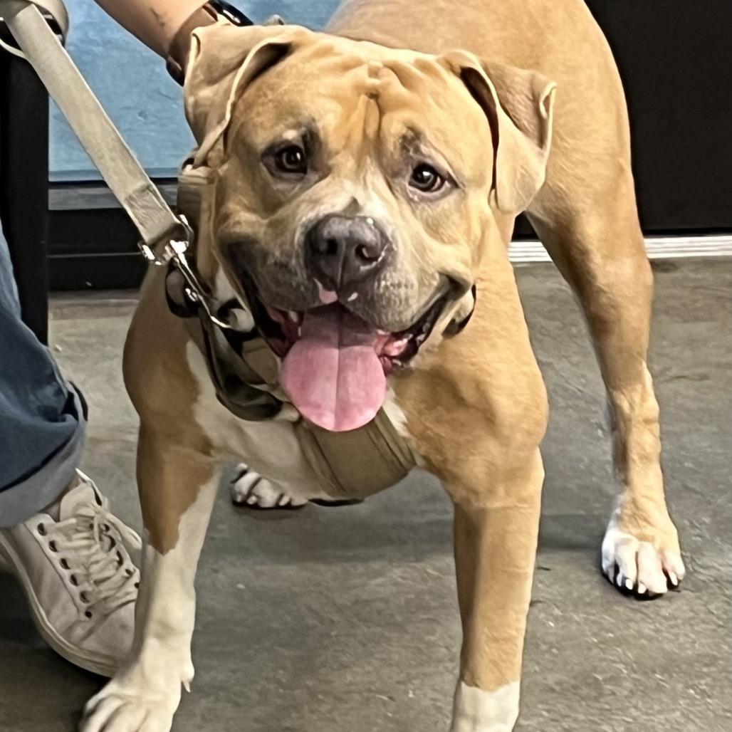 Joe, a Adoptable mixed breed in Tampa, FL image 5/5