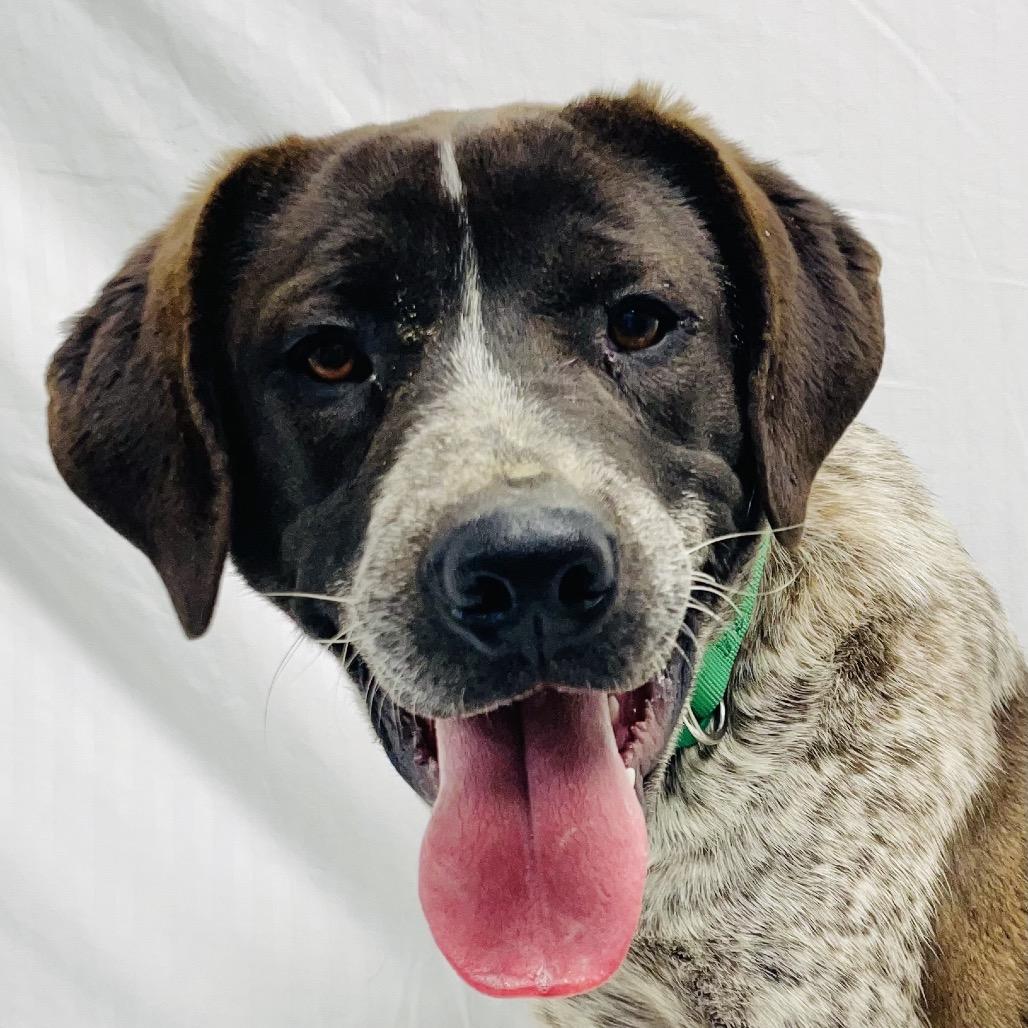 Bubba, Adoptable, Young Male Cattle Dog & Pit Bull Terrier.