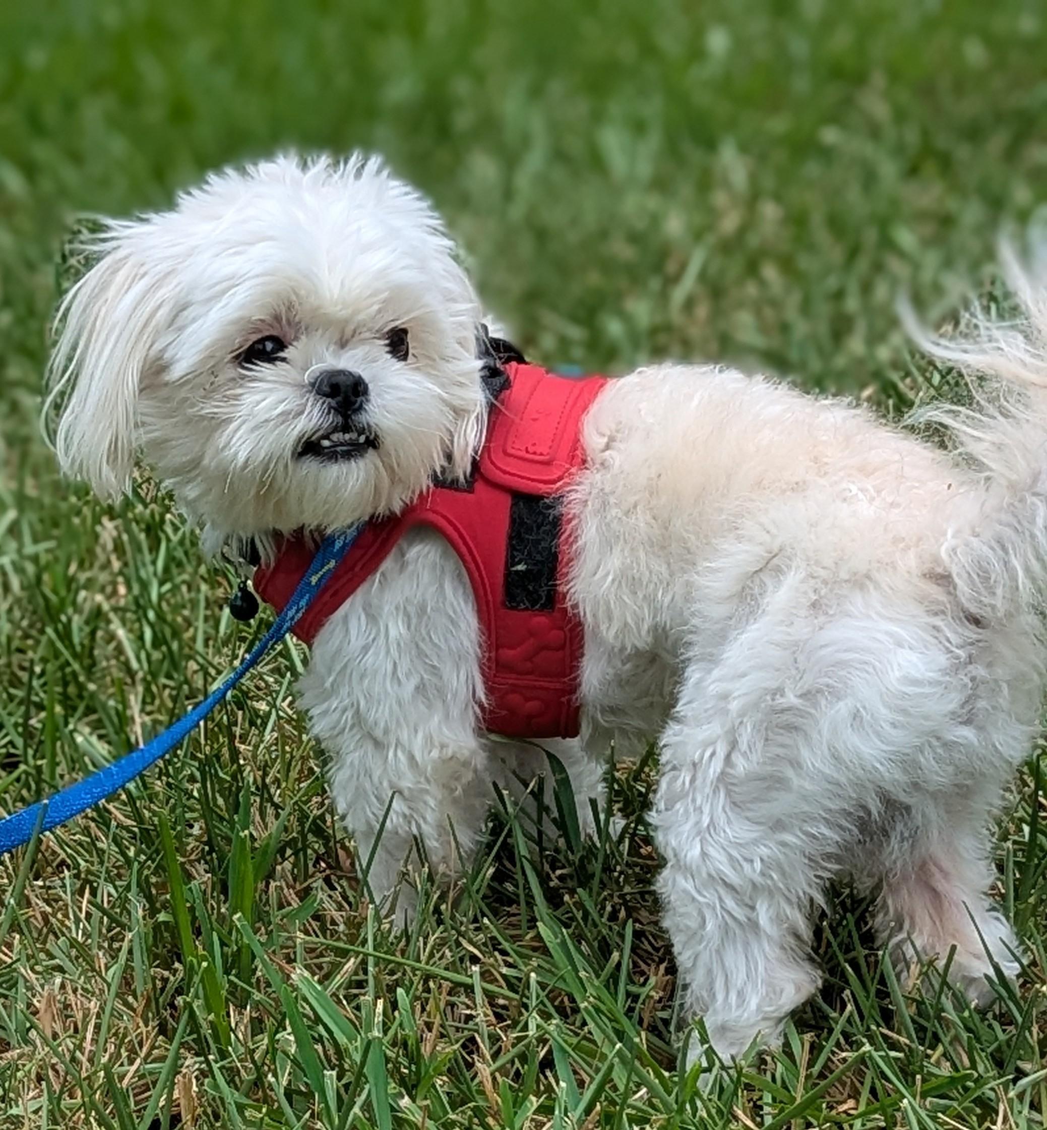Enlarge Teddy, an adopted mixed breed in Spring, TX image 3/5