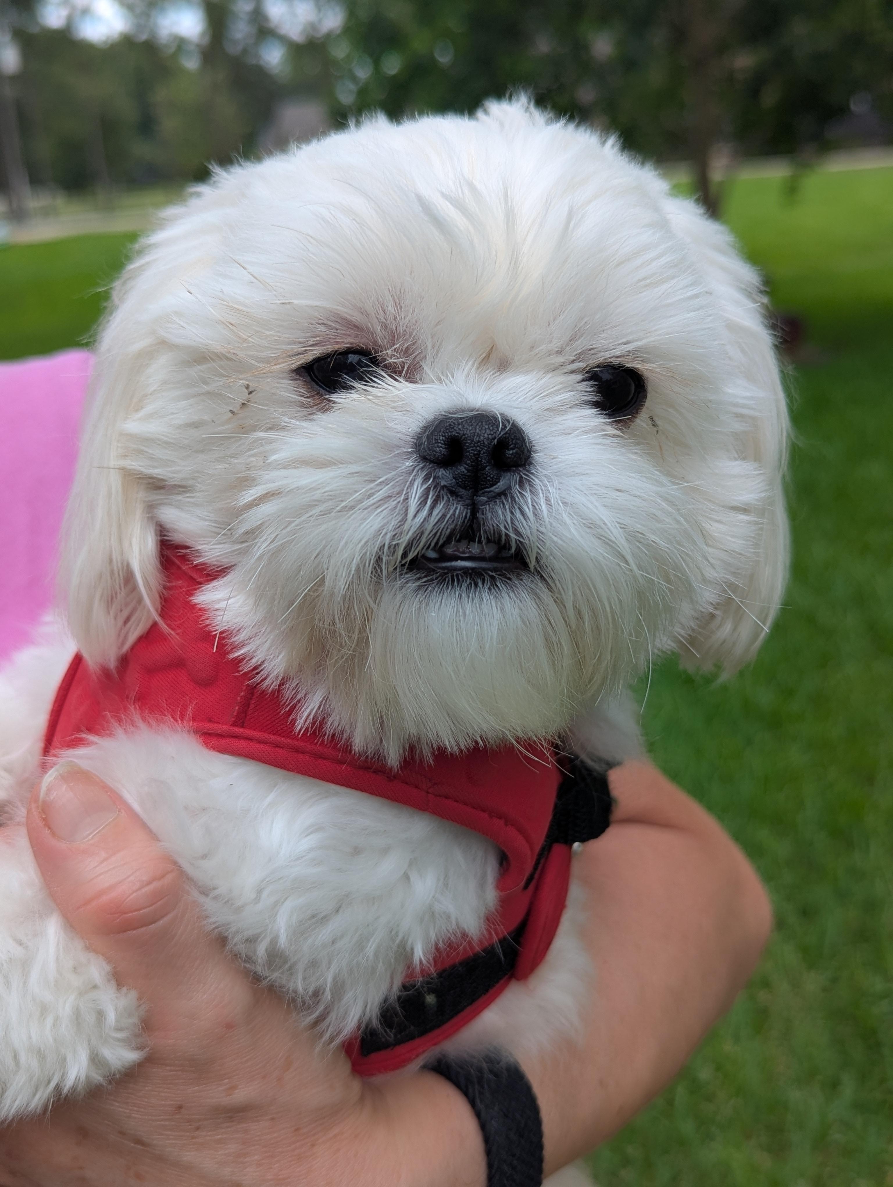 Enlarge Teddy, an adopted mixed breed in Spring, TX image 2/5